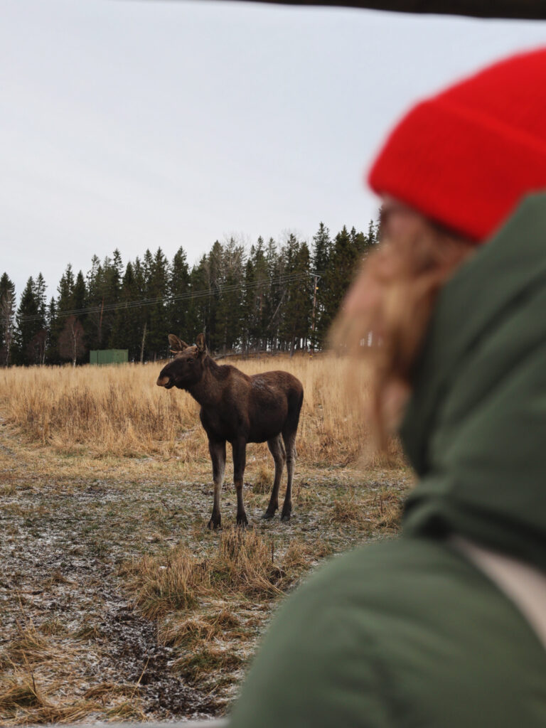Moose Garden Orrviken